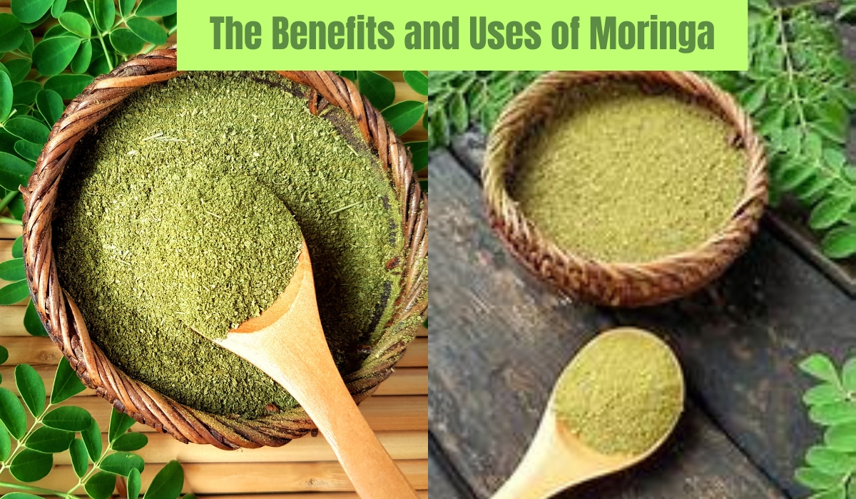 The Benefits and Uses of Moringa